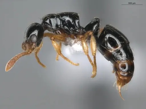 Thaumatomyrmex atrox - ECOFOG-MI15-0087-34