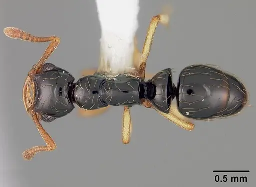 Thaumatomyrmex atrox - USNMENT00412378