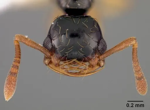 Thaumatomyrmex atrox - USNMENT00412378