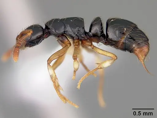 Thaumatomyrmex atrox - USNMENT00412378