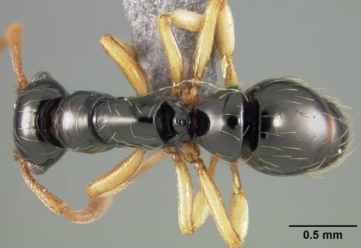 Thaumatomyrmex atrox - USNMENT01124293