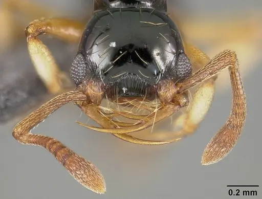Thaumatomyrmex atrox - USNMENT01124293