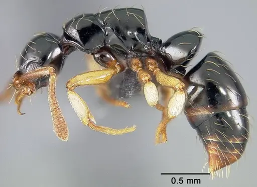 Thaumatomyrmex atrox - USNMENT01124293