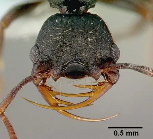 Thaumatomyrmex cochlearis specimen