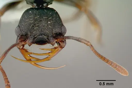 Thaumatomyrmex cochlearis specimen