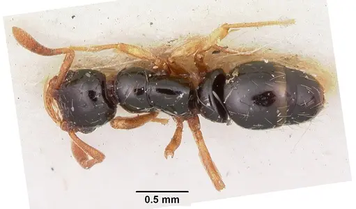 Thaumatomyrmex cochlearis - CASENT0102935