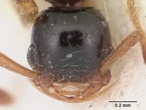 Thaumatomyrmex cochlearis - CASENT0102935
