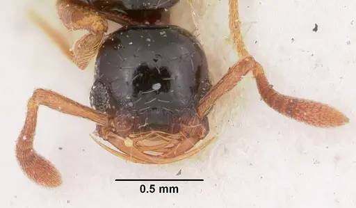 Thaumatomyrmex cochlearis - CASENT0102935