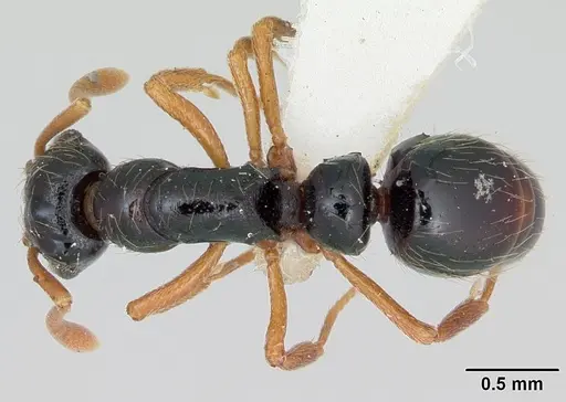 Thaumatomyrmex cochlearis - CASENT0173028