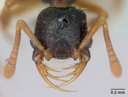 Thaumatomyrmex cochlearis - CASENT0173028