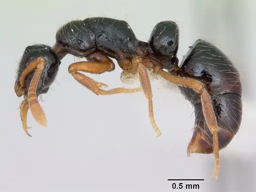 Thaumatomyrmex cochlearis - CASENT0173028