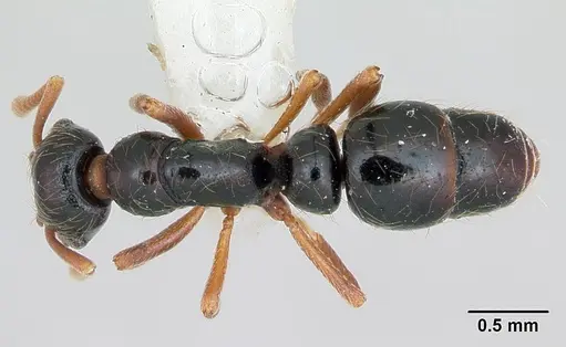 Thaumatomyrmex cochlearis - CASENT0173029