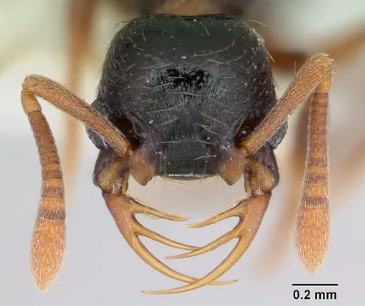 Thaumatomyrmex cochlearis - CASENT0173029