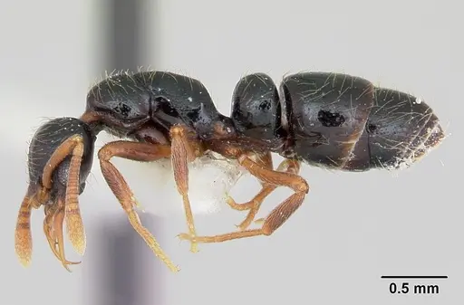 Thaumatomyrmex cochlearis - CASENT0173029