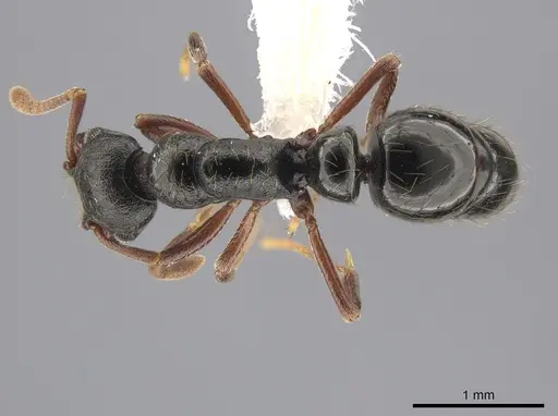 Thaumatomyrmex cochlearis - CASENT0651989