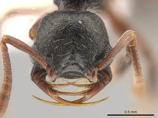 Thaumatomyrmex cochlearis - CASENT0651989
