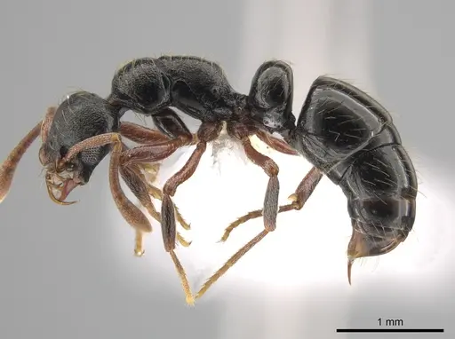 Thaumatomyrmex cochlearis - CASENT0651989