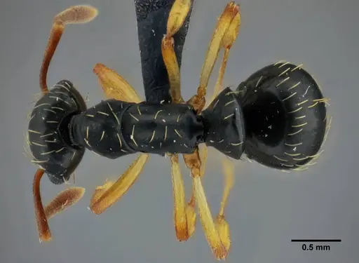 Thaumatomyrmex contumax specimen