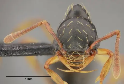 Thaumatomyrmex contumax specimen
