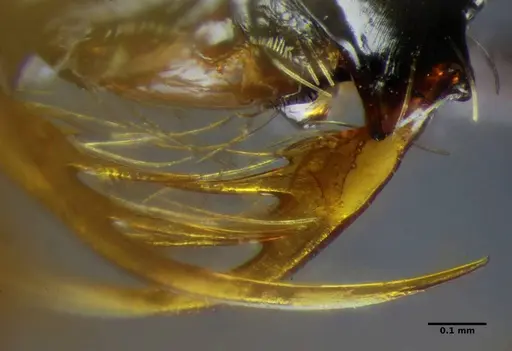 Thaumatomyrmex contumax specimen