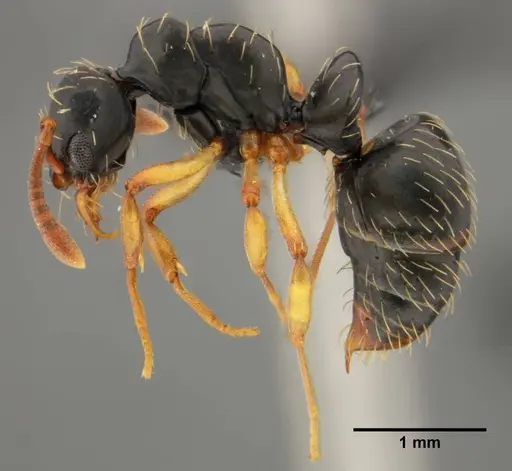 Thaumatomyrmex contumax - UFV-LABECOL-000105