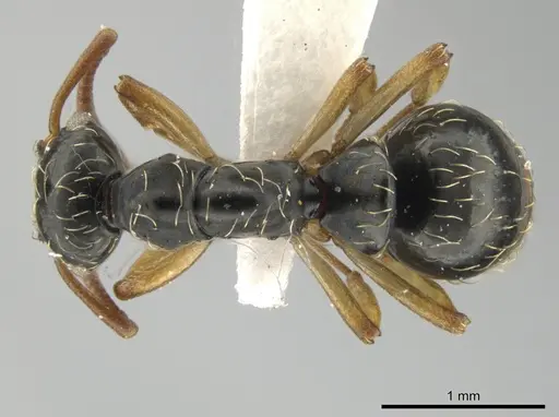 Thaumatomyrmex contumax - UFV-LABECOL-000392