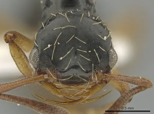 Thaumatomyrmex contumax - UFV-LABECOL-000392