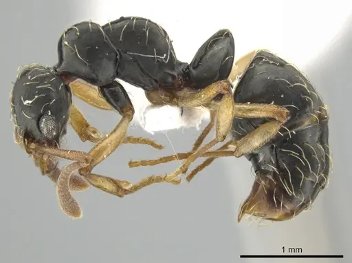 Thaumatomyrmex contumax - UFV-LABECOL-000392