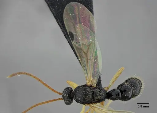 Thaumatomyrmex contumax - UFV-LABECOL-000394