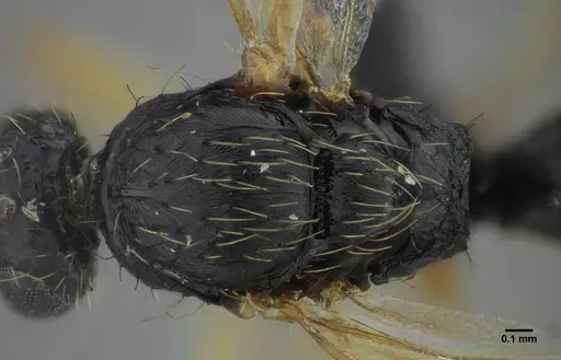 Thaumatomyrmex contumax - UFV-LABECOL-000394