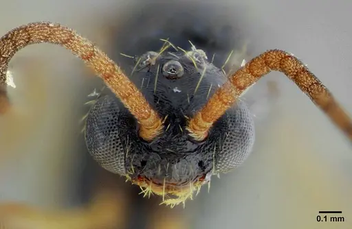 Thaumatomyrmex contumax - UFV-LABECOL-000394