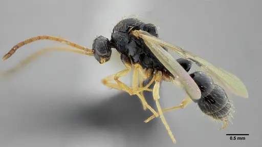 Thaumatomyrmex contumax - UFV-LABECOL-000394