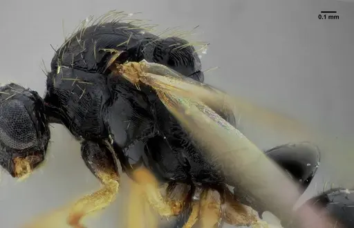 Thaumatomyrmex contumax - UFV-LABECOL-000394