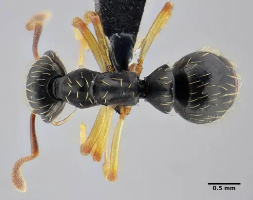 Thaumatomyrmex contumax - UFV-LABECOL-007486