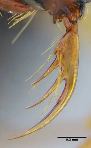 Thaumatomyrmex contumax - UFV-LABECOL-007486