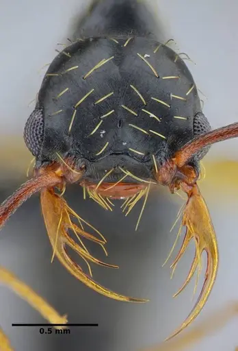 Thaumatomyrmex contumax - UFV-LABECOL-007486
