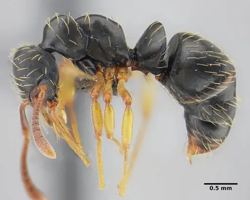 Thaumatomyrmex contumax - UFV-LABECOL-007486