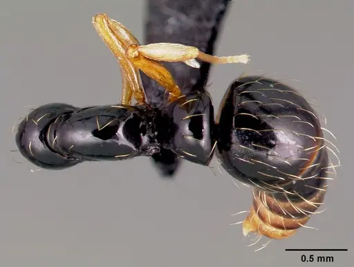 Thaumatomyrmex ferox specimen