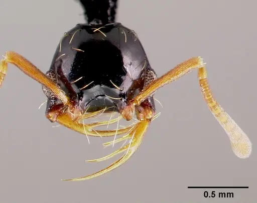 Thaumatomyrmex ferox specimen