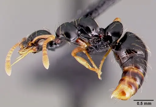 Thaumatomyrmex ferox specimen
