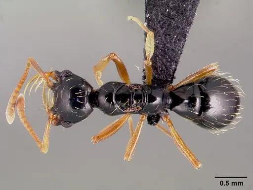 Thaumatomyrmex ferox - CASENT0006628
