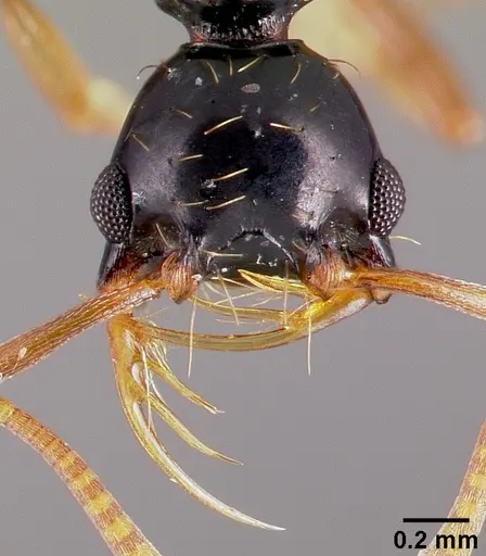 Thaumatomyrmex ferox - CASENT0006628