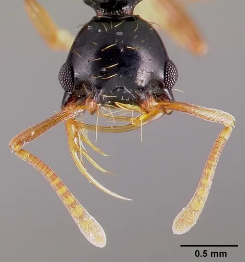 Thaumatomyrmex ferox - CASENT0006628