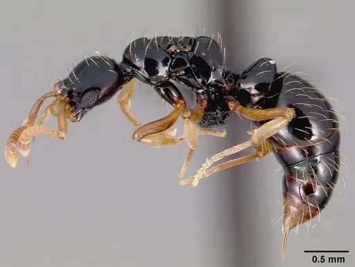 Thaumatomyrmex ferox - CASENT0006628