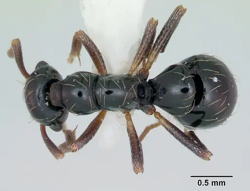 Thaumatomyrmex ferox - CASENT0173035