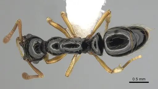 Thaumatomyrmex ferox - CASENT0249251