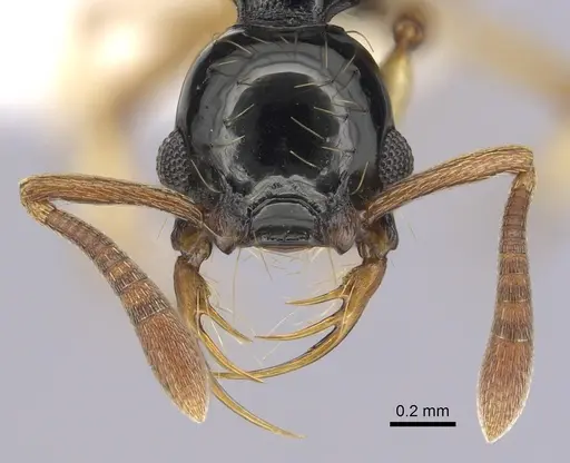 Thaumatomyrmex ferox - CASENT0249251