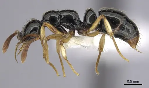 Thaumatomyrmex ferox - CASENT0249251