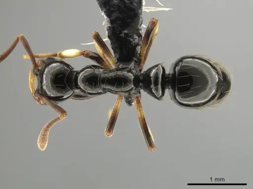 Thaumatomyrmex ferox - CASENT0649093