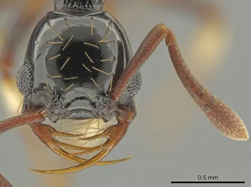 Thaumatomyrmex ferox - CASENT0649093